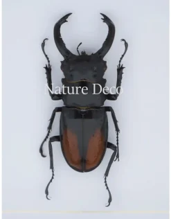 Hexarthrius Parryi Paradoxus (kever) in luxe 3D lijst 17 x 17cm