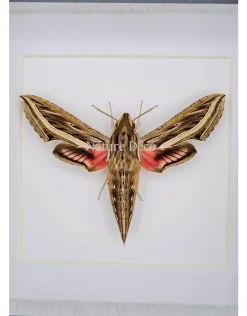 Hippotion Celerio (Wingerdpijlstaart) in luxe 3D lijst 12 x 12cm