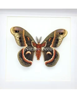 Hyalophora Cecropia in luxe 3D lijst 22 x 22 cm
