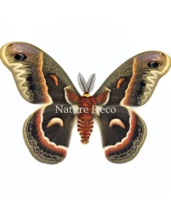 Hyalophora Cecropia in luxe 3D lijst 22 x 22 cm