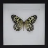 Idea Leuconoe in luxe 3D lijst 22 x 22cm