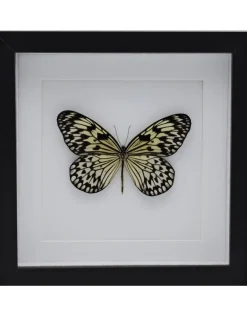 Idea Leuconoe in luxe 3D lijst 22 x 22cm