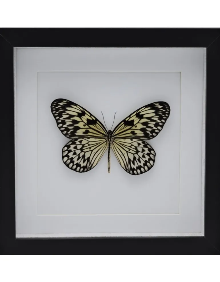 Idea Leuconoe in luxe 3D lijst 22 x 22cm