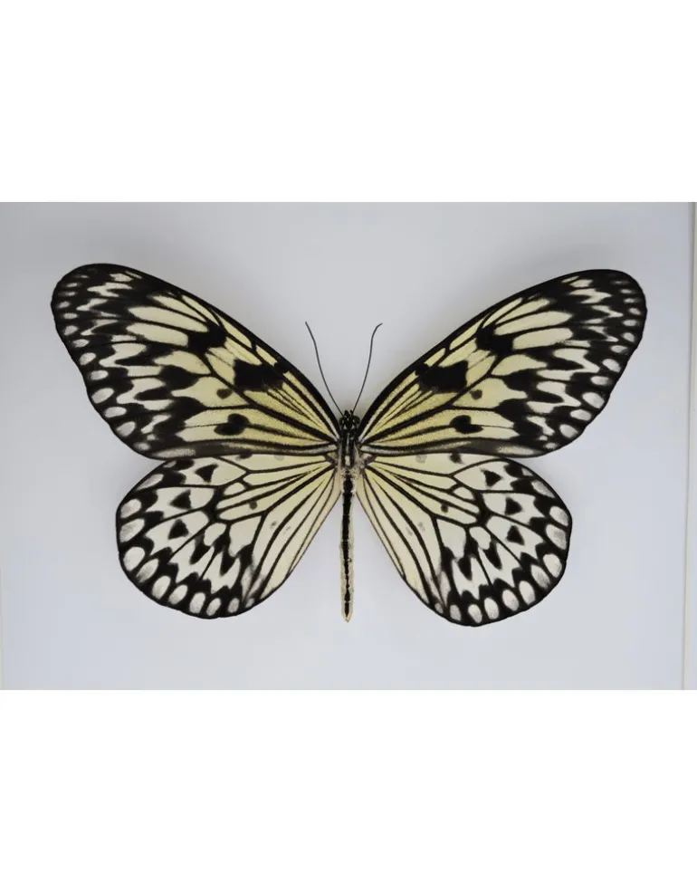 Idea Leuconoe in luxe 3D lijst 22 x 22cm