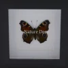 Inachis io (dagpauwoog) in luxe 3D lijst