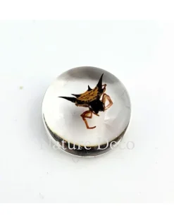 Insect in druppel #7