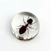 Insect in druppel #4