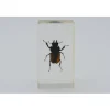Insect in hars #17 7 x 4cm