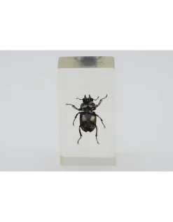 Insect in hars #17 7 x 4cm