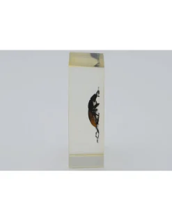 Insect in hars #17 7 x 4cm