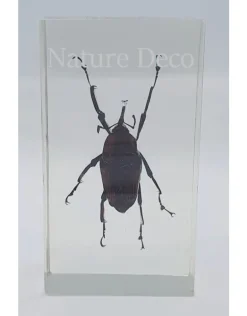 Insect in hars #26 7 x 4cm