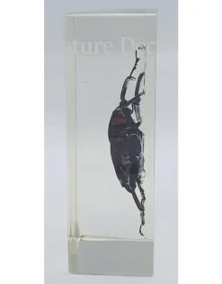 Insect in hars #26 7 x 4cm