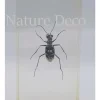 Insect in hars #19 7 x 4cm