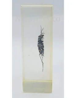 Insect in hars #19 7 x 4cm