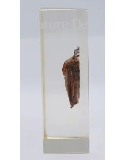 Insect in hars #11 7 x 4cm