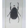 Insect in hars #23 7 x 4cm