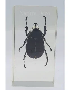 Insect in hars #23 7 x 4cm