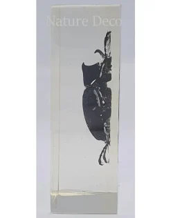 Insect in hars #23 7 x 4cm