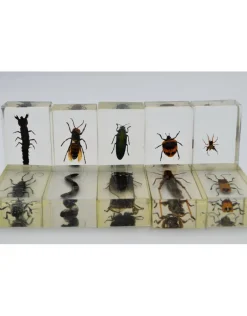 Insect in hars #23 7 x 4cm