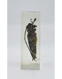 Insect in hars #34 7 x 4cm