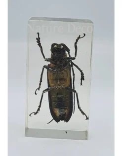 Insect in hars #34 7 x 4cm