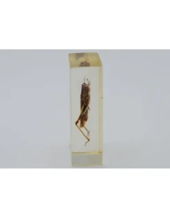 Insect in hars #20 7 x 4cm