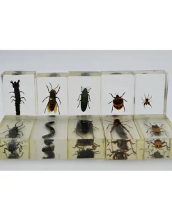 Insect in hars #35 7 x 4cm