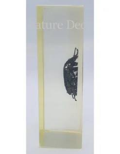 Insect in hars #24 7 x 4cm
