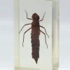 Insect in hars #31 7 x 4cm