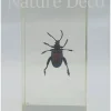 Insect in hars #18 7 x 4cm