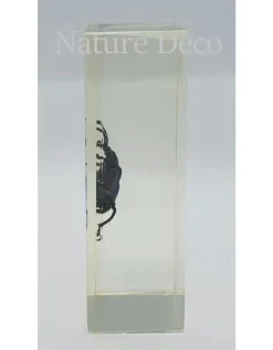Insect in hars #18 7 x 4cm
