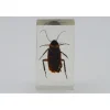 Insect in hars #14 7 x 4cm