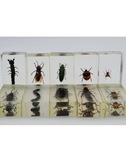 Insect in hars #14 7 x 4cm