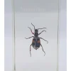 Insect in hars #21 7 x 4cm