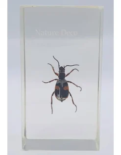Insect in hars #21 7 x 4cm