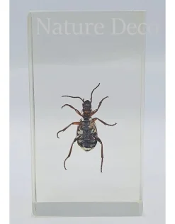 Insect in hars #21 7 x 4cm
