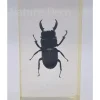 Insect in hars #3 7 x 4cm
