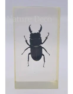 Insect in hars #3 7 x 4cm