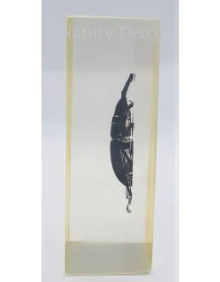 Insect in hars #3 7 x 4cm