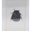 Insect in hars #25 7 x 4cm