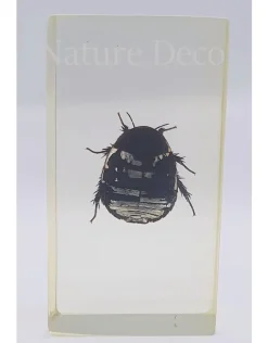 Insect in hars #25 7 x 4cm