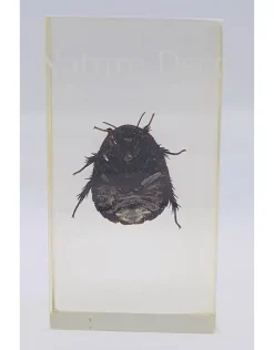 Insect in hars #25 7 x 4cm