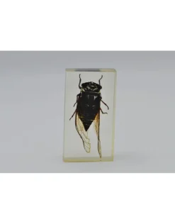 Insect in hars #12 7 x 4cm
