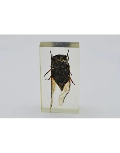 Insect in hars #12 7 x 4cm
