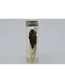 Insect in hars #12 7 x 4cm
