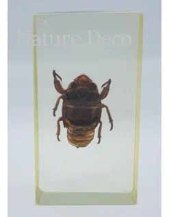 Insect in hars #13 7 x 4cm
