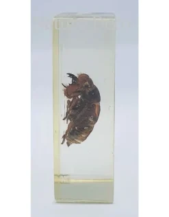 Insect in hars #13 7 x 4cm