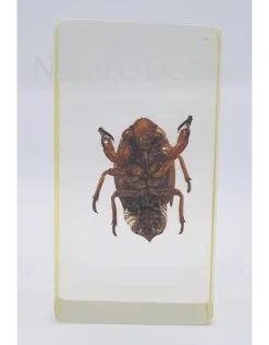 Insect in hars #13 7 x 4cm