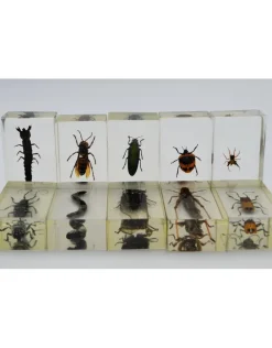 Insect in hars #13 7 x 4cm
