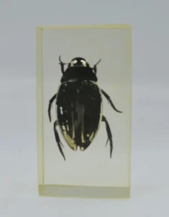 Insect in hars #38 7 x 4cm